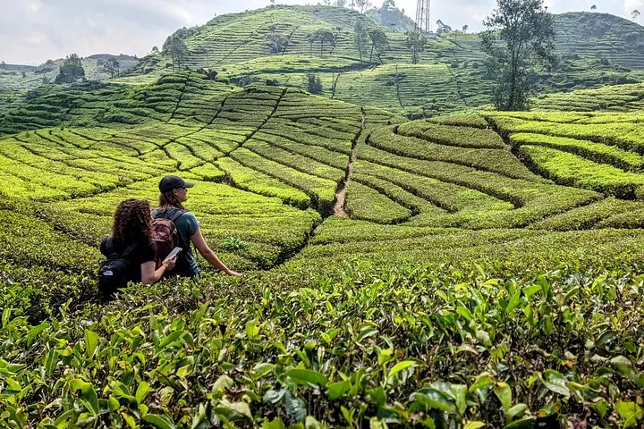 Dos mujeres explorando las vibrantes plantaciones de té verde en terrazas en un día soleado.