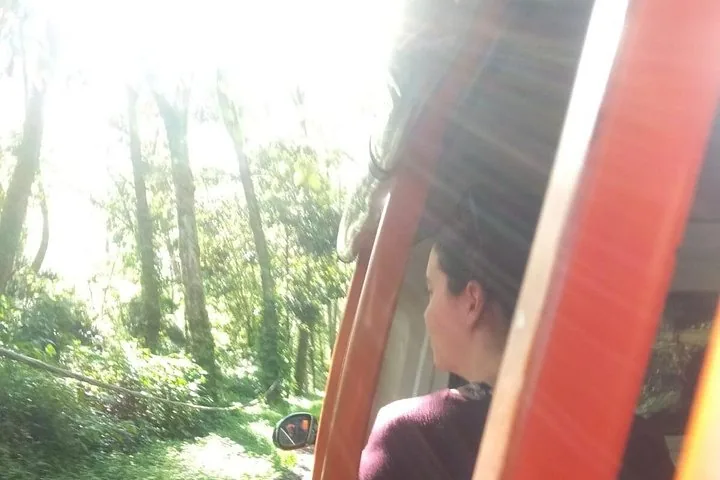 Una persona mirando por la ventana de un vehículo que circula entre árboles.